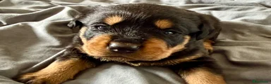 Rottweiler Puppy 1