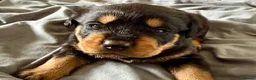 Rottweiler dogs for sale: 2 Gorgeous full pedigree Rottweiler puppies left  - Advert 33
