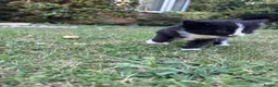 Mixed Breed cats for sale: Kittens  in South Ockendon - Advert 20