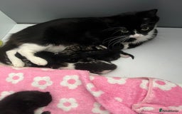 American Curl cats for sale: Kittens for sale  in Newport - Image 4