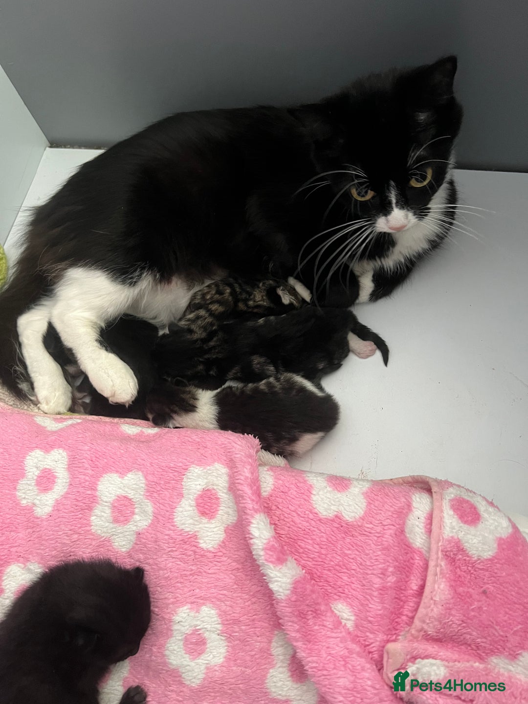 American Curl cats for sale: Kittens for sale  in Newport - Image 4