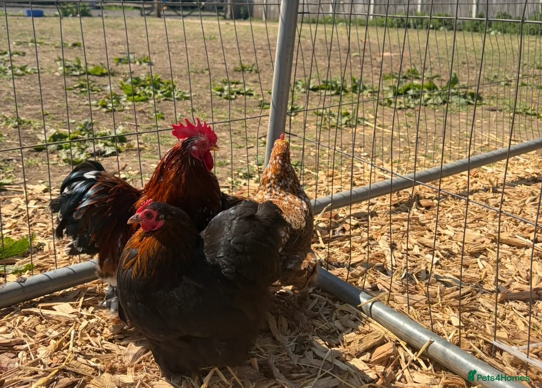 Chickens poultry for sale: 🥚 Mixed colour pekin bantam hatching eggs  - Advert 1