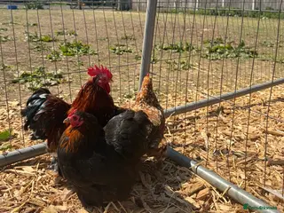 Chickens poultry 🥚 Mixed colour pekin bantam hatching eggs - Advert 1