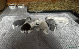French Lop rabbits for sale: 🩵Stunning litter pure bred blue eye French lops🩵 - Image 22