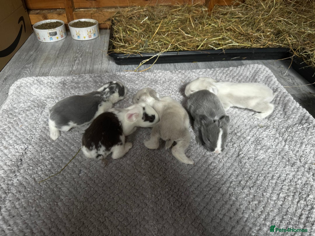 French Lop rabbits for sale: 🩵Stunning litter pure bred blue eye French lops🩵 - Image 22
