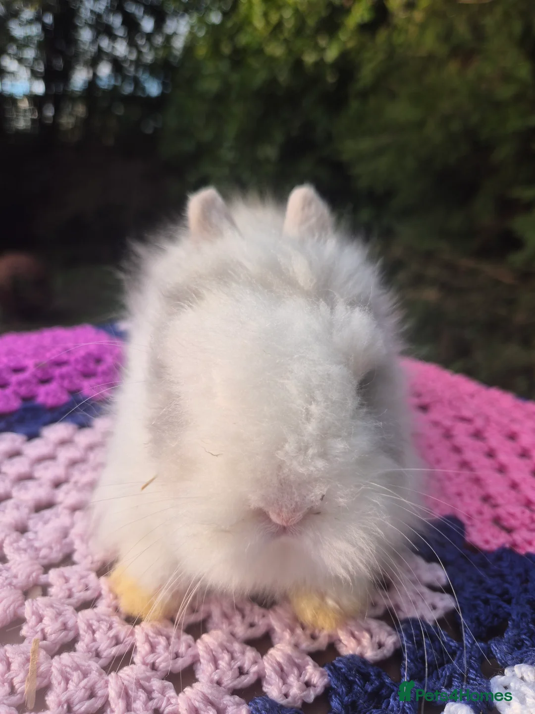 Angora rabbits for sale: 💓OUTSTANDING TEDDYDWERG, IMPORTED PARENTS💙  - Advert 8