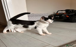 British Shorthair cats for sale: 2 kittens for rehome - Image 3