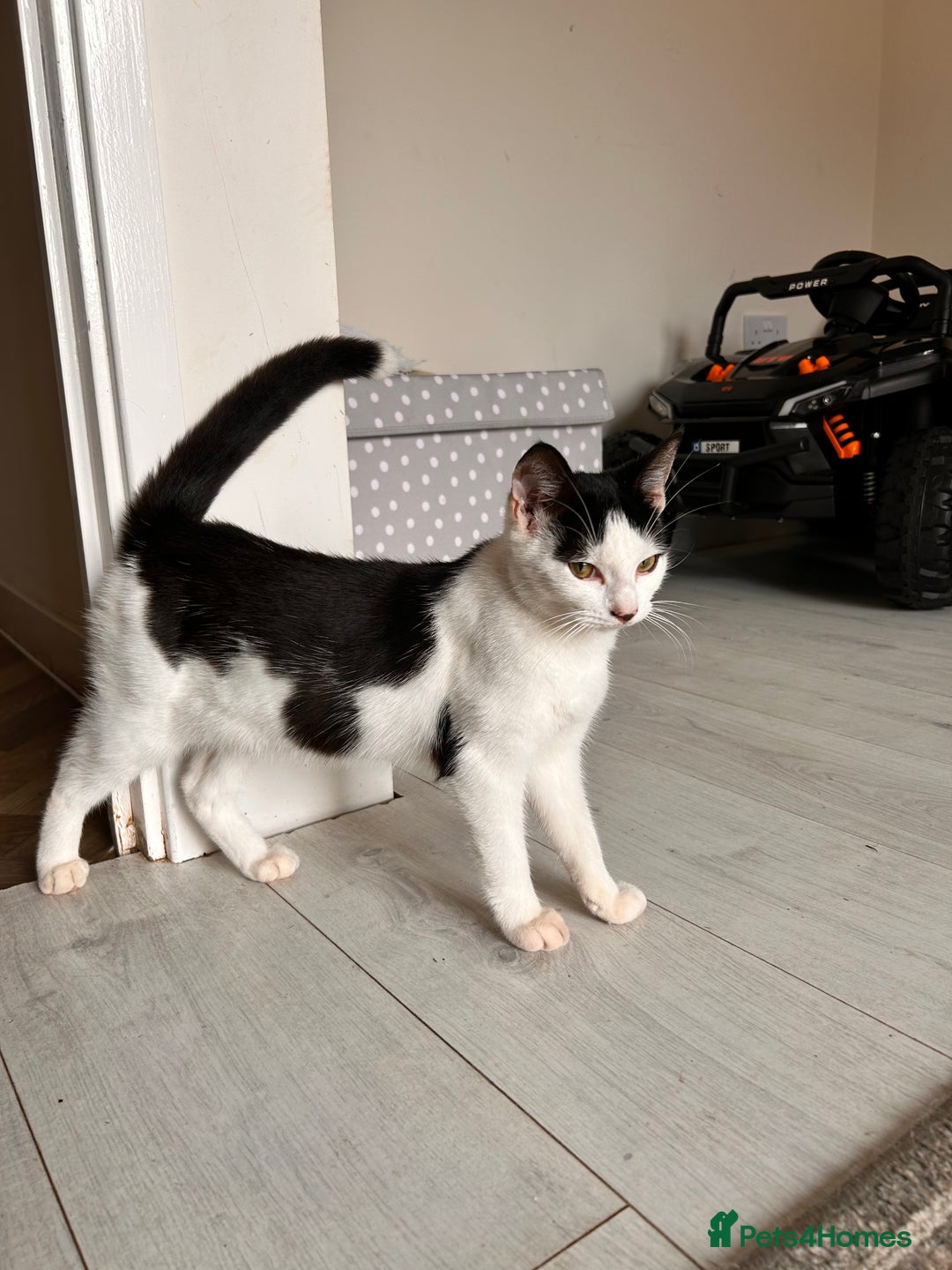 British Shorthair cats for sale: 2 kittens for rehome - Image 3