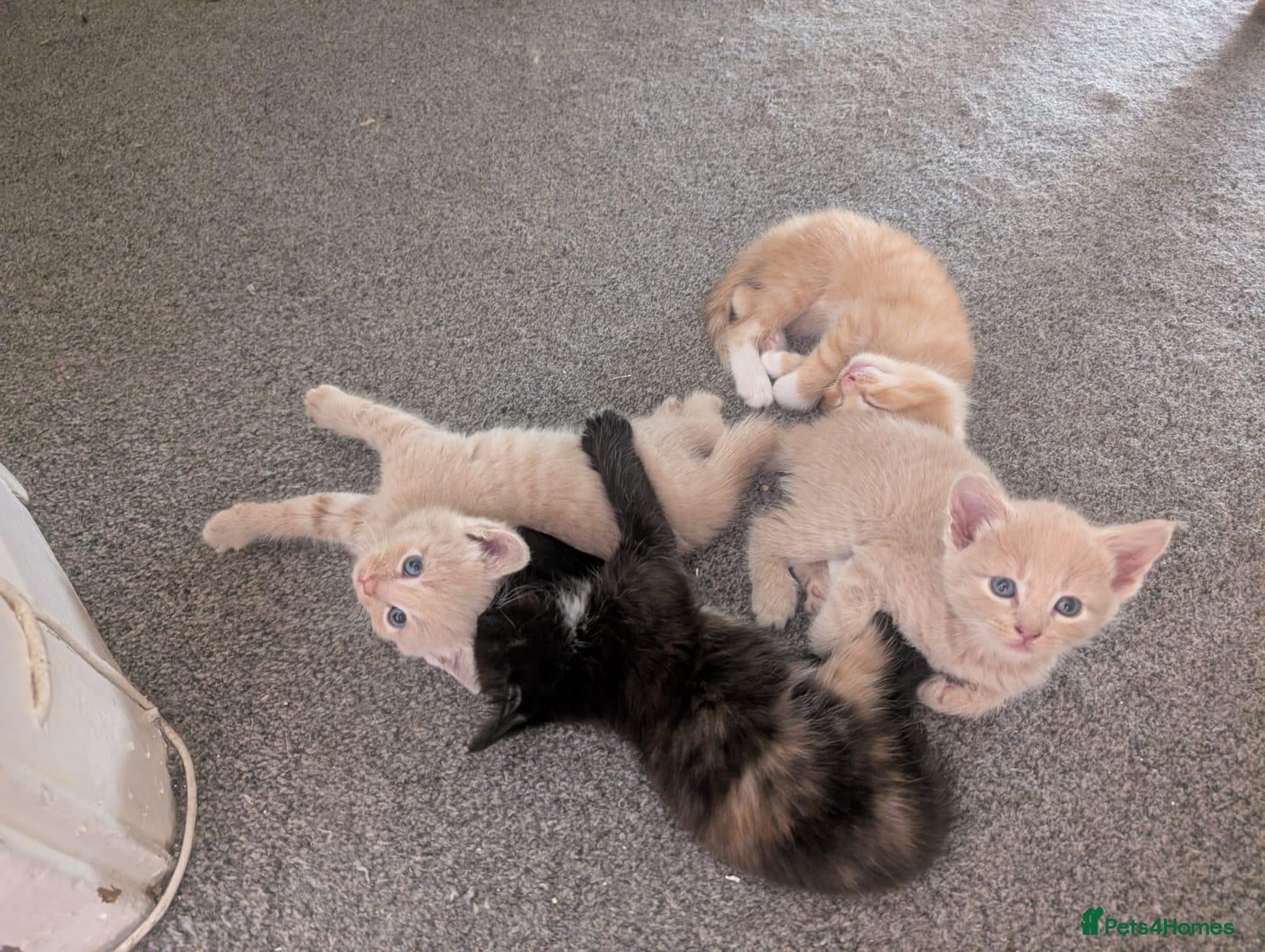 Domestic Shorthair cats Adorable, Loving Kittens Ready to Join Your Family - Advert 1