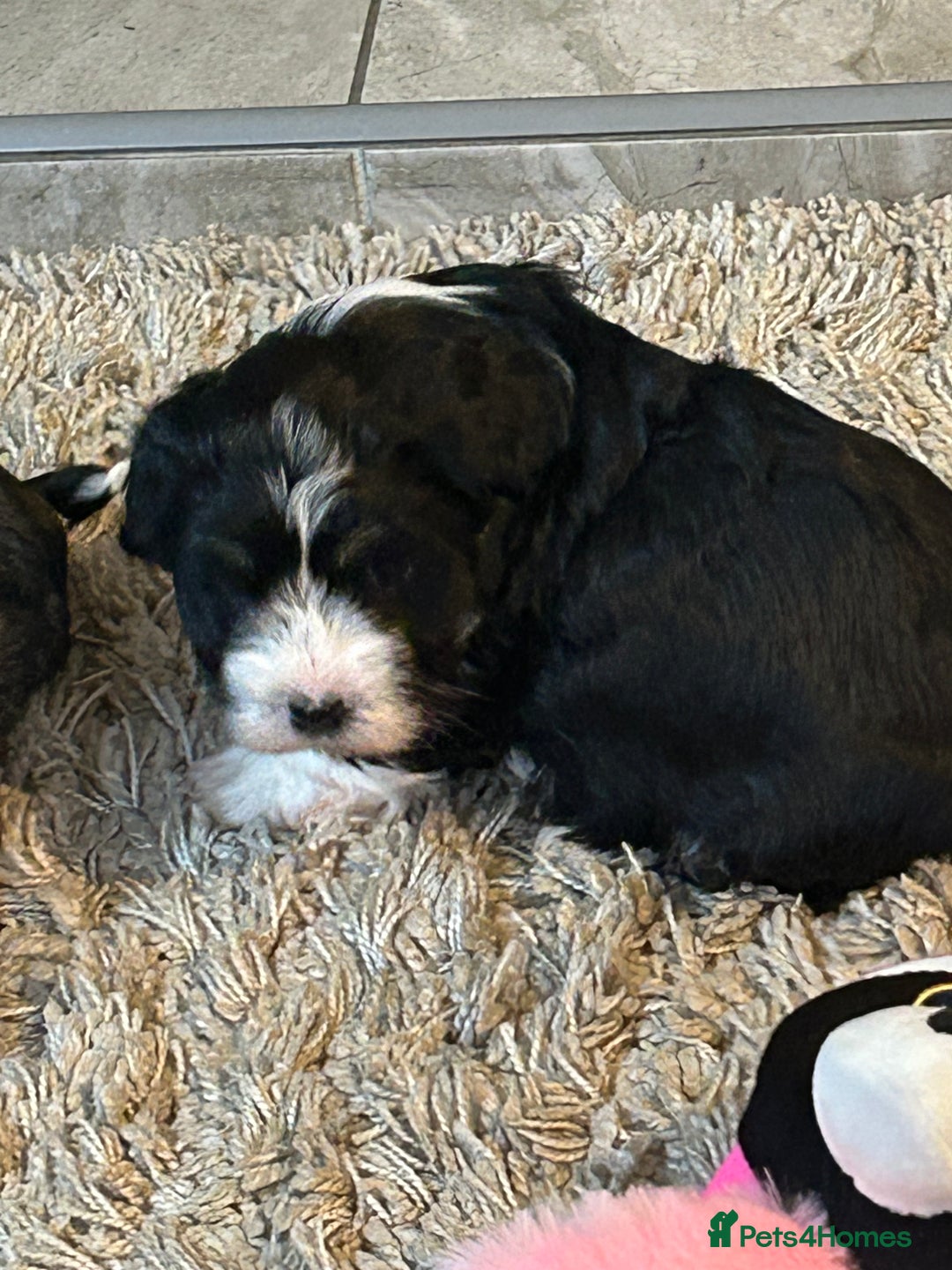 Havanese dogs for sale: KC Registered Havanese Puppies  - Advert 3