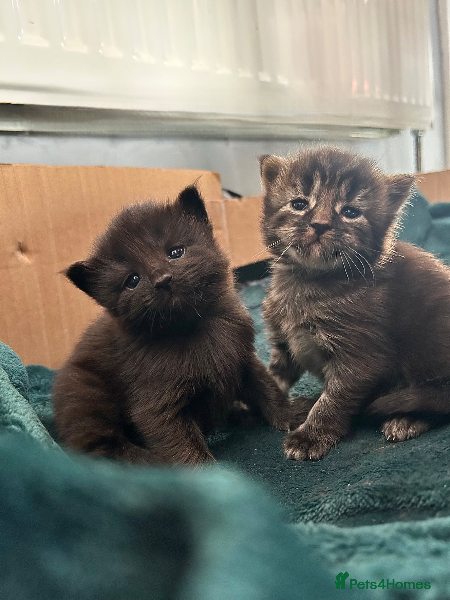 Maine Coon cats Maine Coon Cross Kittens 3 Boys  - Advert 6