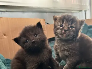 Maine Coon cats Maine Coon Cross Kittens 3 Boys - Advert 6