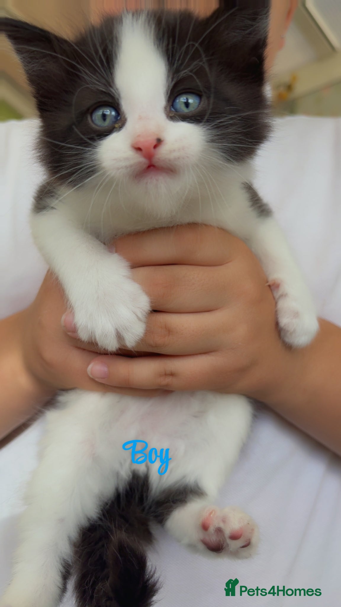 Mixed Breed cats 5 Beautiful kittens for sale - Advert 15