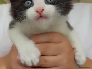 Mixed Breed cats 5 Beautiful kittens for sale - Advert 15