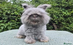 Angora rabbits for sale: 💙Imported blue vm angora boy 💙 - Advert 1