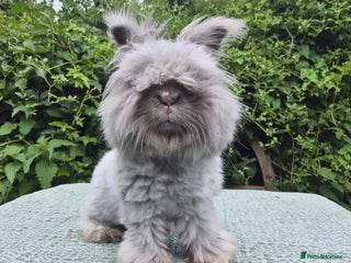 Angora rabbits 💙Imported blue vm angora boy 💙 - Advert 6