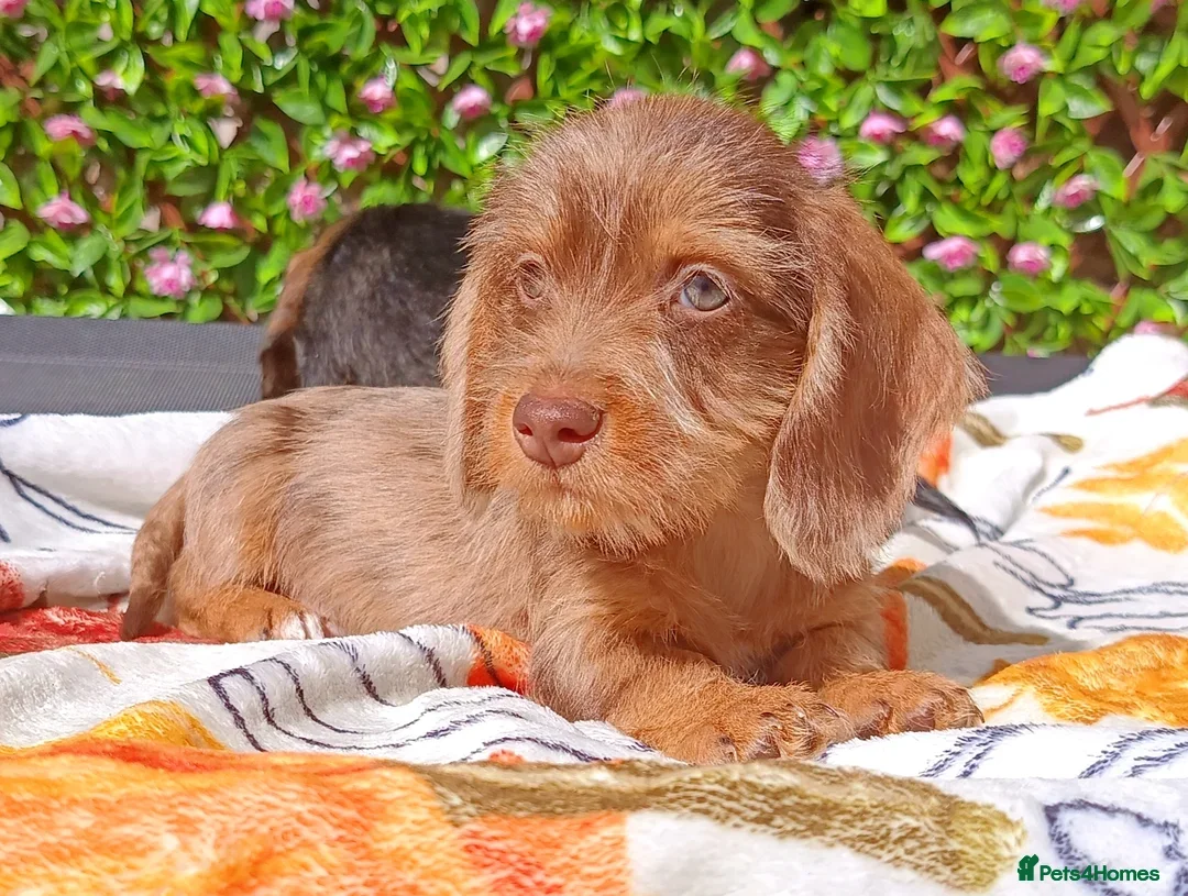 Miniature Dachshund dogs for sale: READY NOW MINI WIRE KC REG LAFORA PRA CLEAR - Advert 5