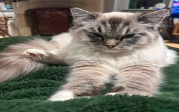 Ragdoll cats for sale: 4 Beautiful Female Ragdoll kittens for sale  - Image 21