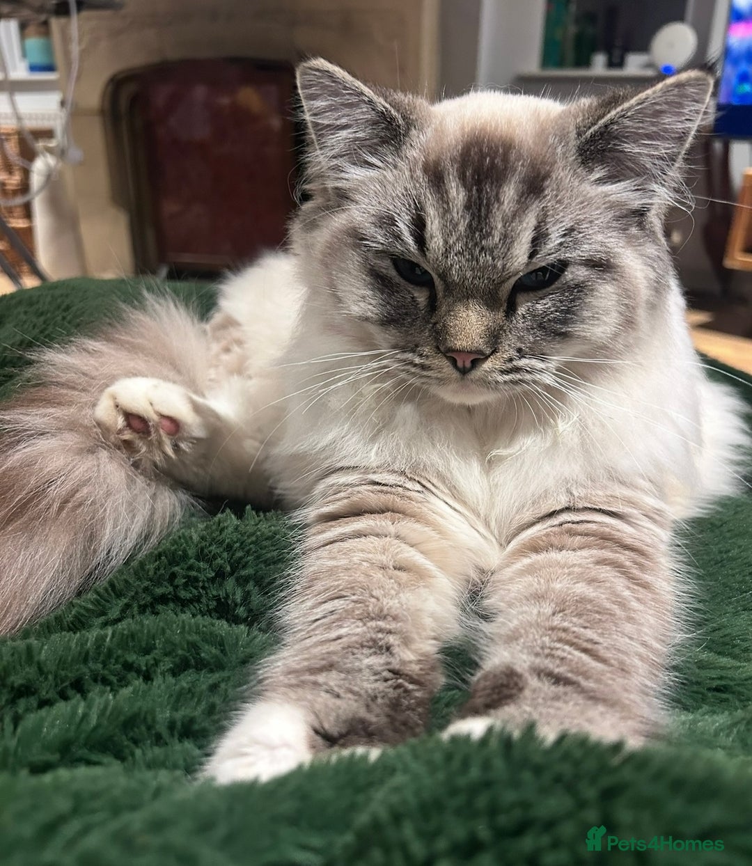 Ragdoll cats for sale: 4 Beautiful Female Ragdoll kittens for sale  - Image 21