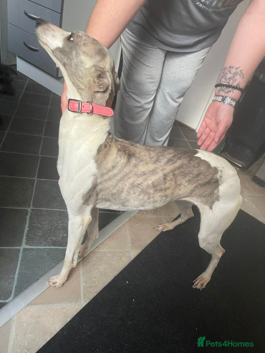 Whippet dogs for sale: Blue whippet puppies for sale - Image 1