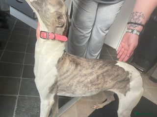 Whippet dogs for sale - Advert 1