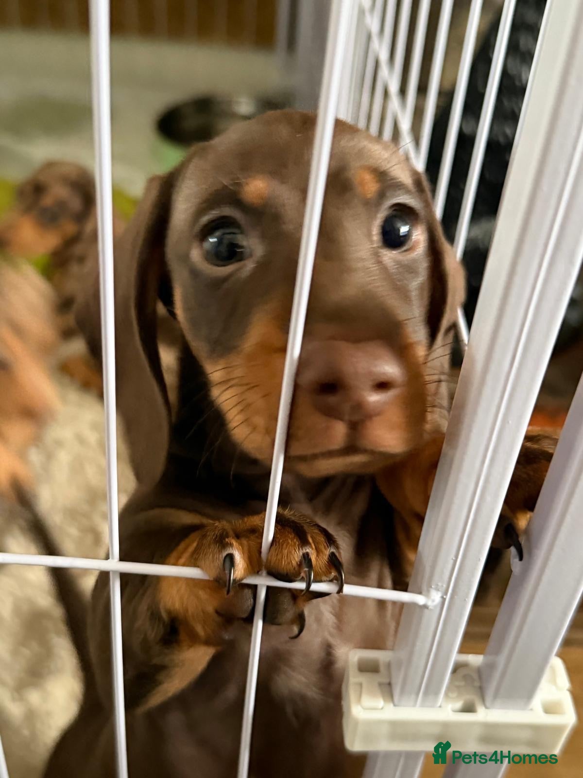 Miniature Dachshund dogs Last 2 gorgeous boys  - Advert 1