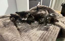 Mixed Breed cats for sale: 4 Tabby kittens looking for their forever home  - Image 5