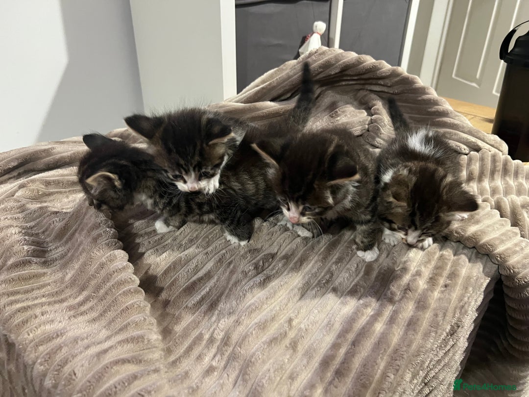 Mixed Breed cats for sale: 4 Tabby kittens looking for their forever home  - Image 5