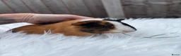 Guinea Pig rodents for sale: Baby guinea pigs  - Advert 7