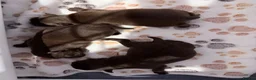 Griffon Bruxellois dogs for sale: Three chocolate boys  - Advert 6