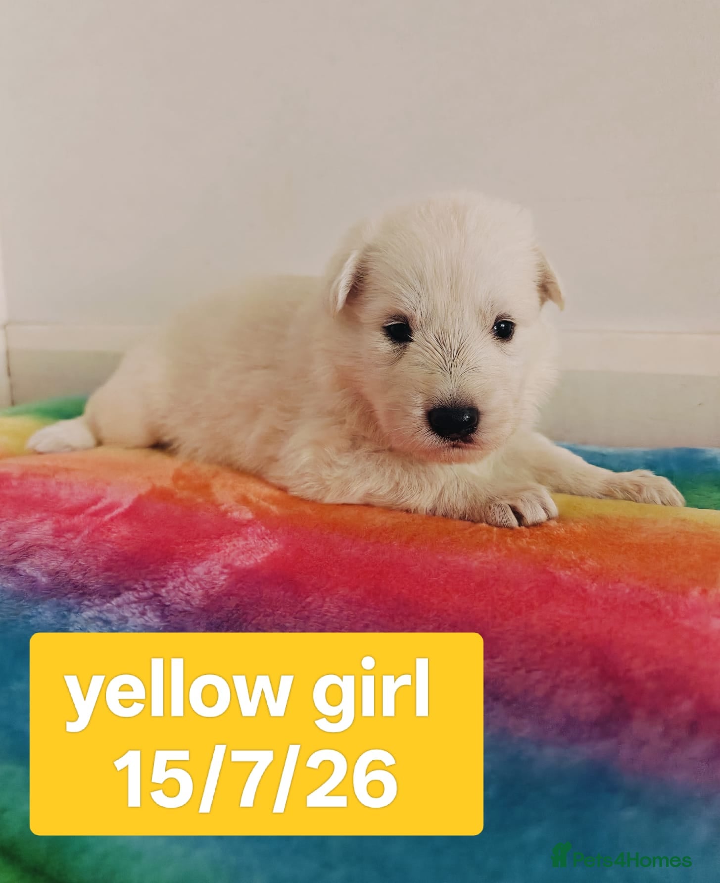 White Swiss Shepherd dogs Stunning KC reg long-coated White Swiss Shepherd - Advert 2