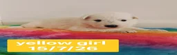 White Swiss Shepherd dogs for sale: Stunning KC reg long-coated White Swiss Shepherd - Advert 3