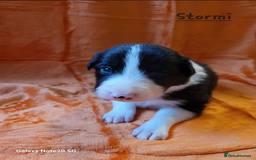 Border Collie dogs for sale: Adorable Border Collie Pups Ready for Loving Homes - Advert 6