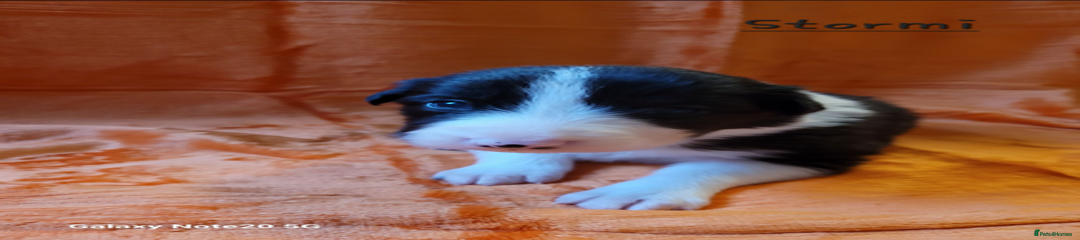 Border Collie Puppy 6