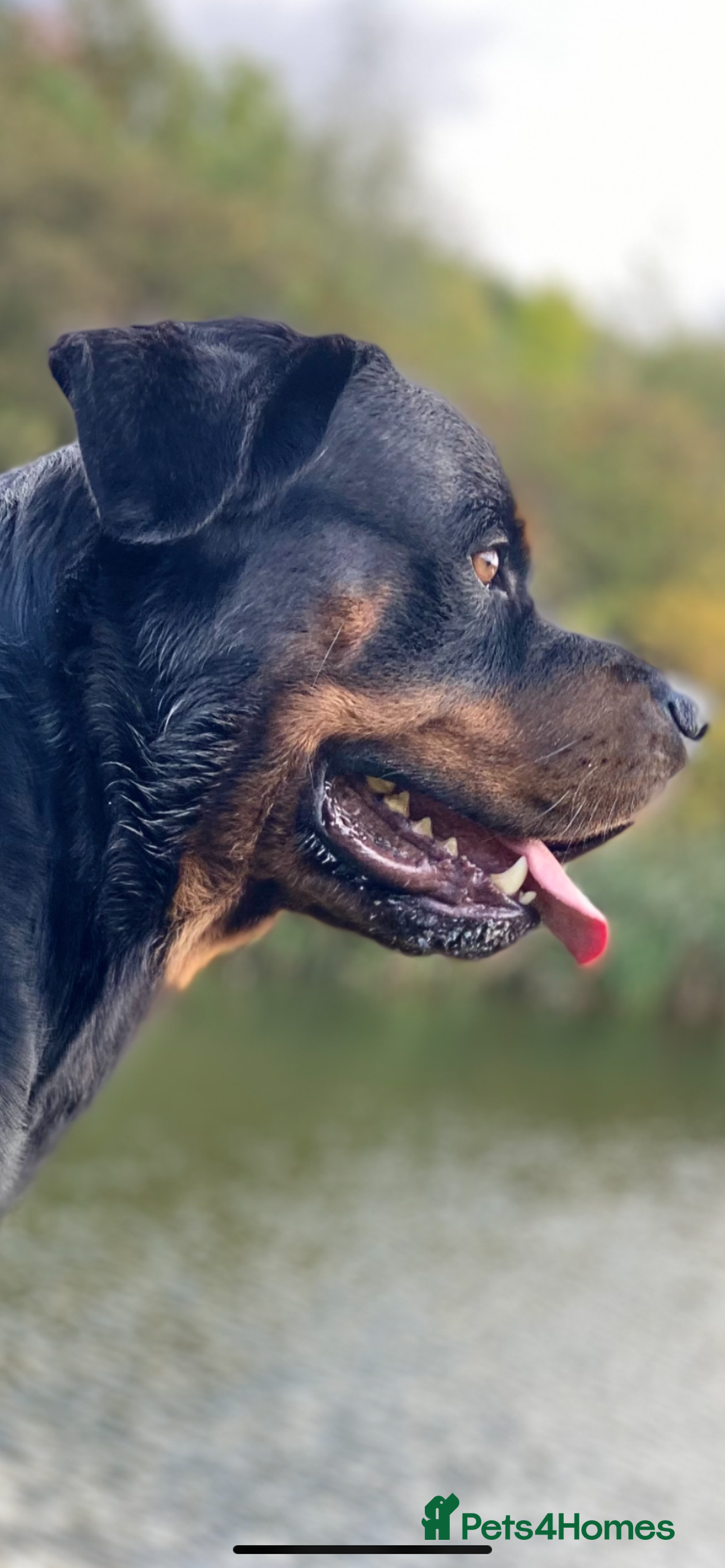 Rottweiler dogs for sale: ETTA'S PUPS COMING SOON!  - Advert 18