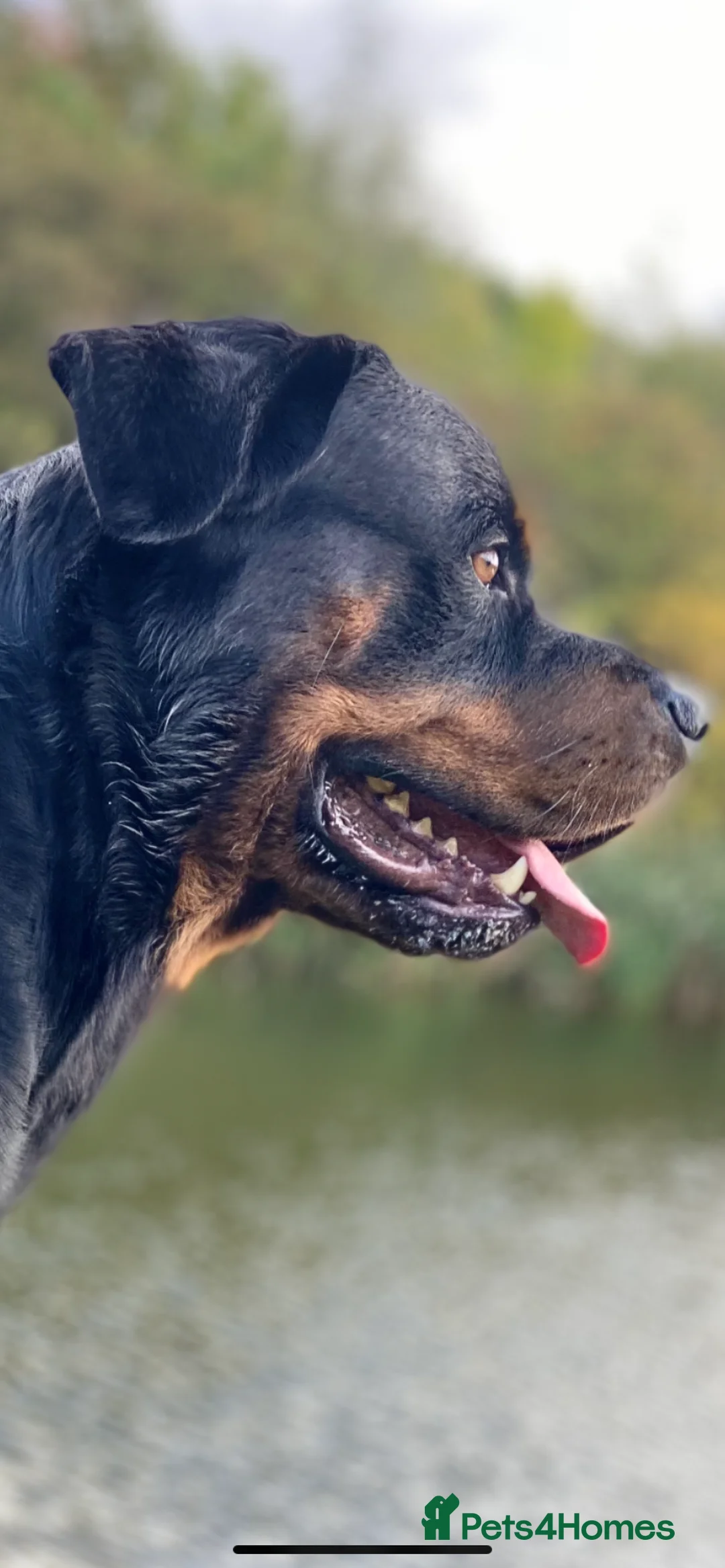 Rottweiler dogs for sale: Rottweiler pups ready to reserve.  - Advert 26