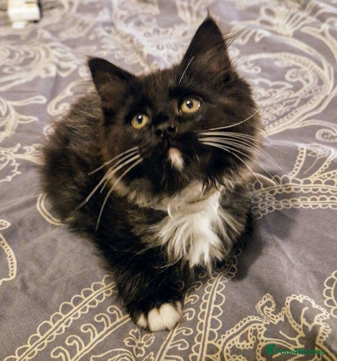 Ragdoll cats for sale: 6 CROSS RAGDOLL KITTENS WAITING FOR A LOVING HOME - Image 28