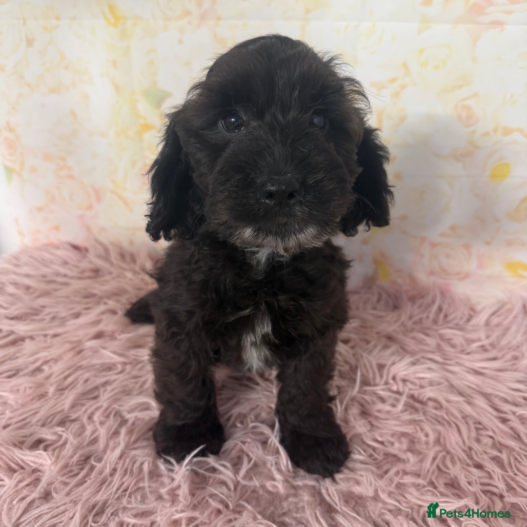 Cockapoo dogs for sale: Ready to Leave: F1 Cockapoo Puppies - Image 10