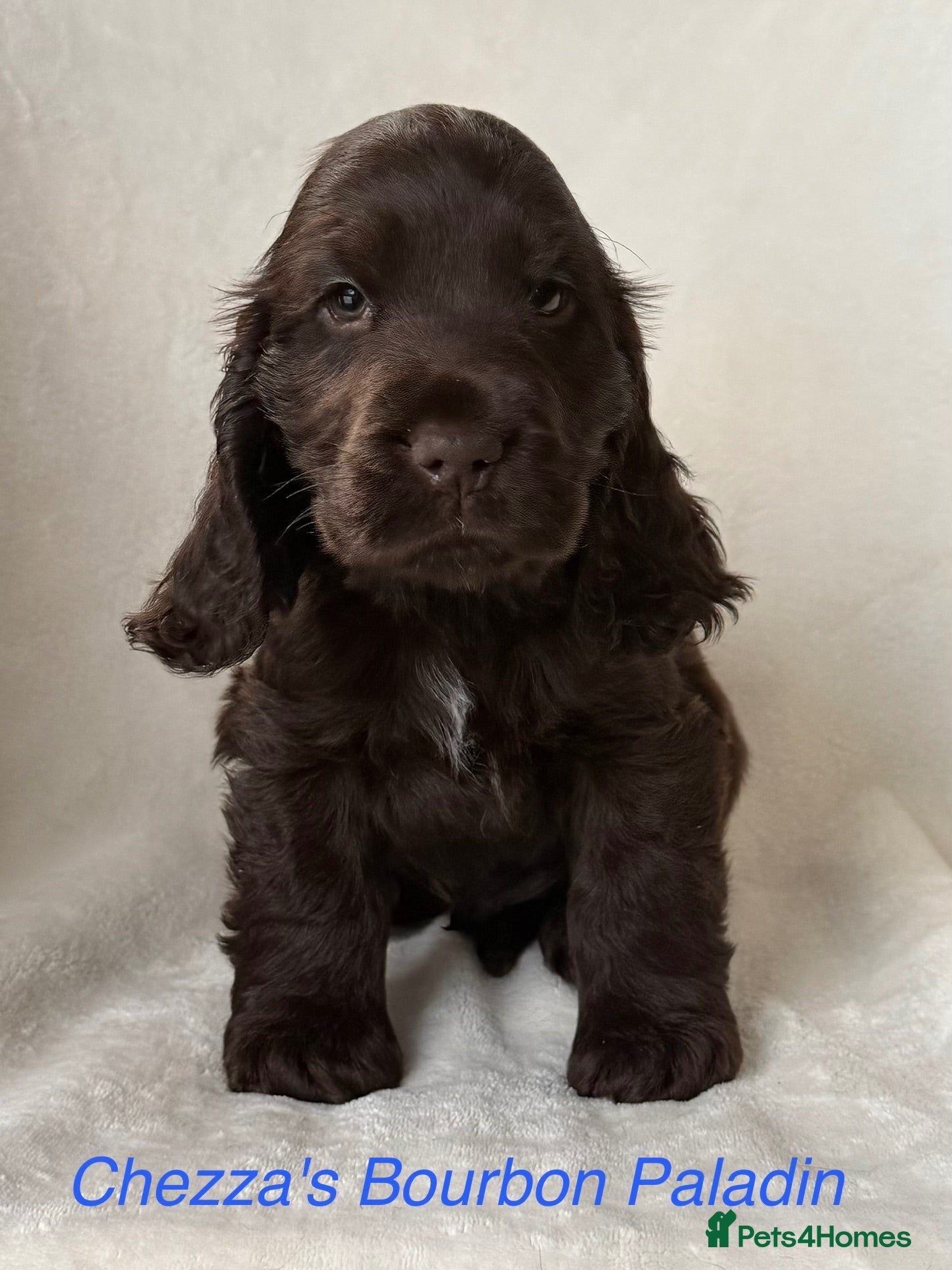 Cocker Spaniel dogs Outstanding Cocker Spaniel Puppies Available  - Advert 2