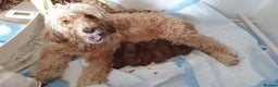 Toy Poodle dogs for stud: Proven red toy poodle For stud  ( Health tested )  in Rotherham - Advert 20