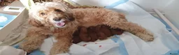 Toy Poodle dogs for stud: Proven red toy poodle For stud  ( Health tested )  in Rotherham - Advert 21