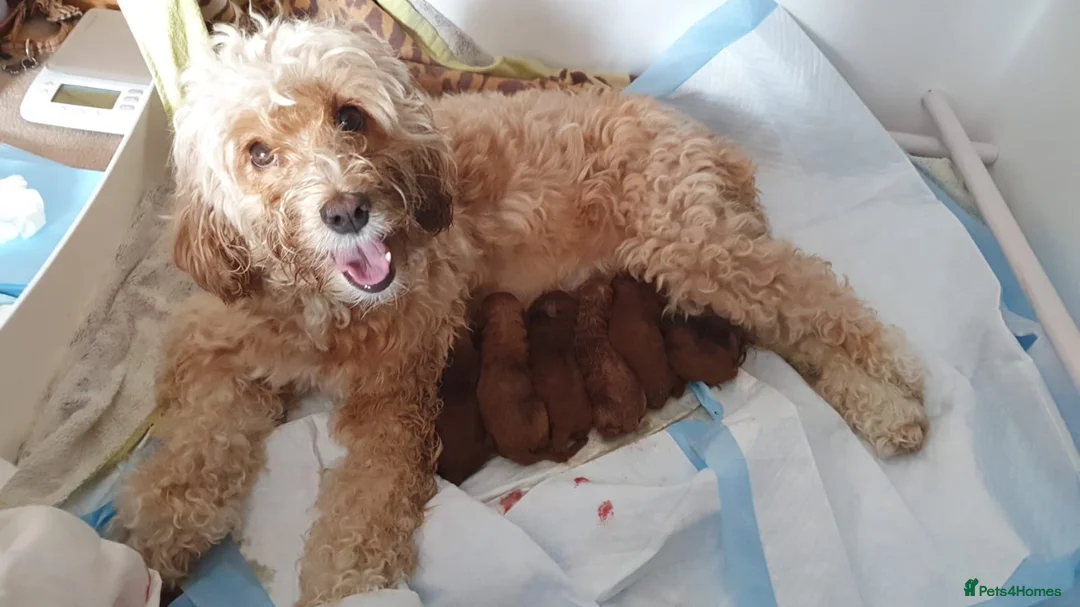Toy Poodle dogs for stud: Proven red toy poodle For stud  ( Health tested )  in Rotherham - Advert 21