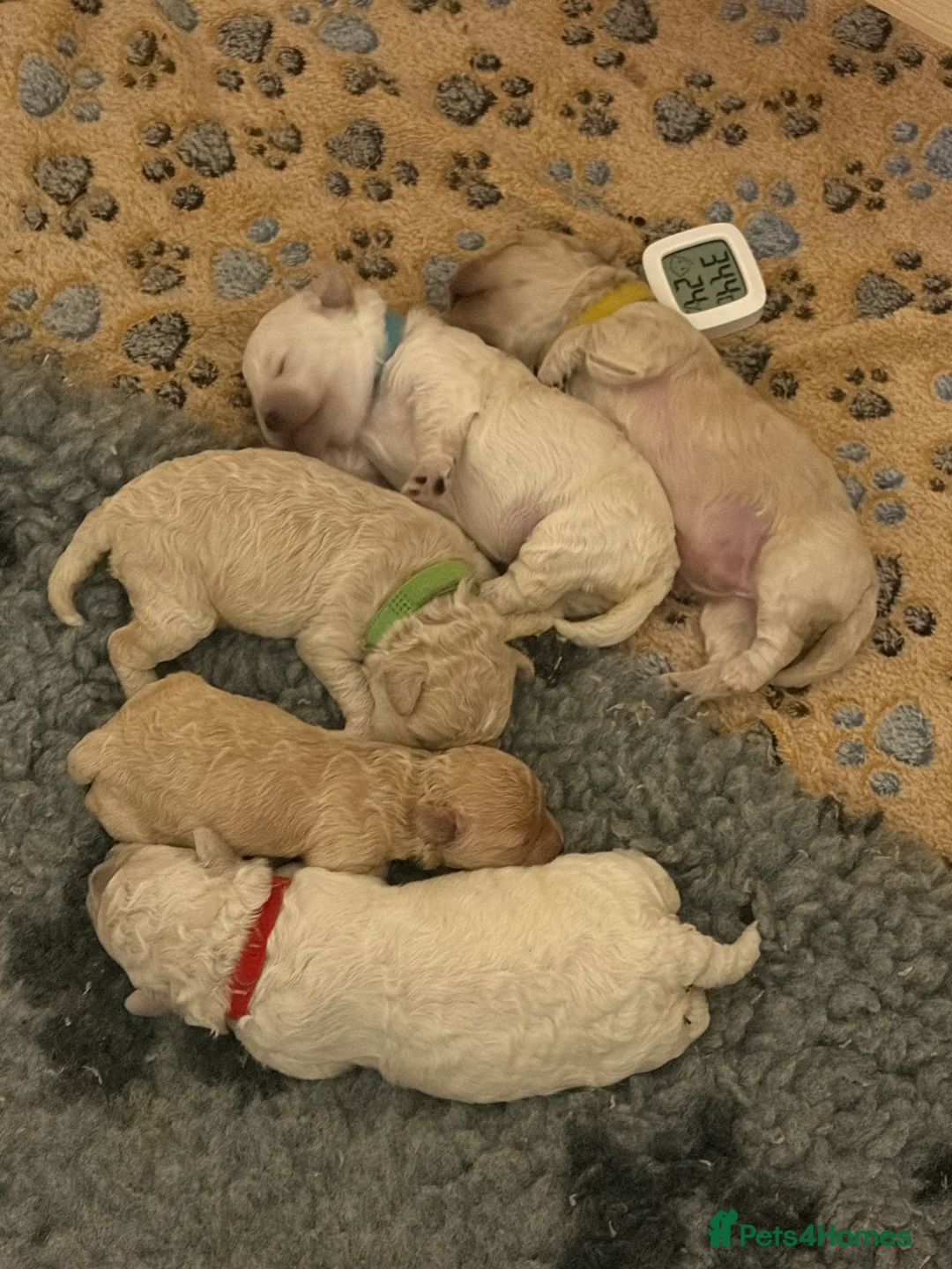 Mixed Breed dogs for sale: 5 Beautiful Poochon Puppies For Sale - Advert 4