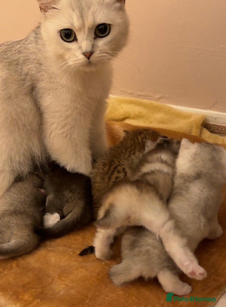British Shorthair cats British shorthair X Scottish X ragdoll mix - Advert 1