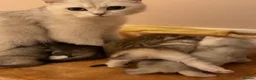 British Shorthair cats for sale: British shorthair X Scottish X ragdoll mix - Advert 1