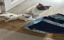 Ragdoll cats for sale: Pure Ragdoll Kitten - Image 13