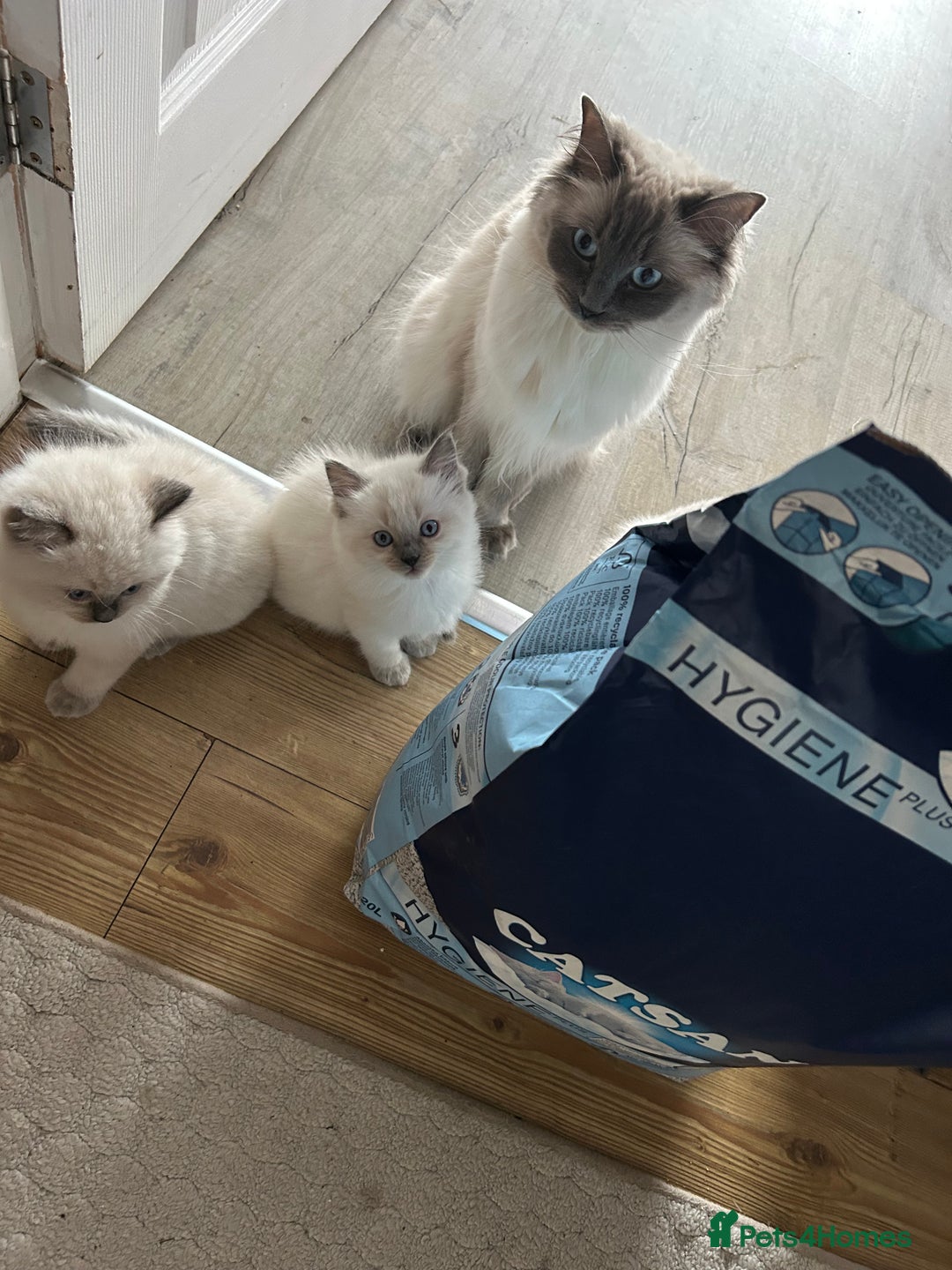 Ragdoll cats for sale: Pure Ragdoll Kitten - Image 13