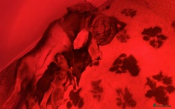French Bulldog dogs for sale: Fluffy FrenchBulldogs - Image 10