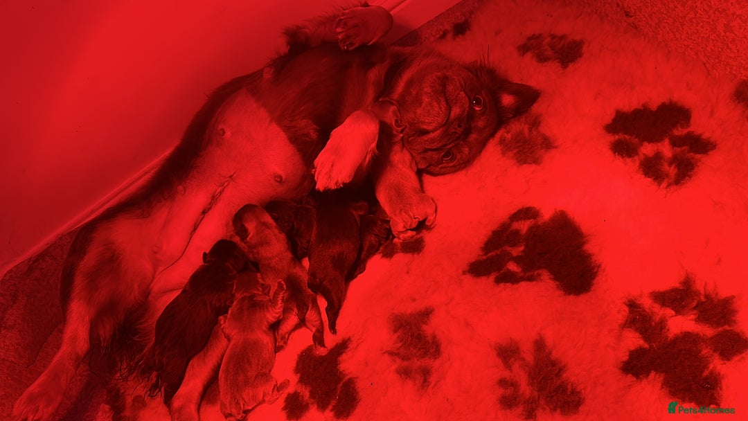 French Bulldog dogs for sale: Fluffy FrenchBulldogs - Image 10