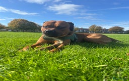 Mixed Breed dogs for sale: ❤️Loving Home Wanted for our Beloved Diego❤️ - Image 3